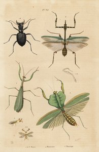 Europäische Gottesanbeterin, Mantis religiosa 1, Blattmantis, Choeradodis rhomboidea 2, Tigerkäfer, Manticora latipennis 3, Mantidfliege, Mantispa styriaca 4