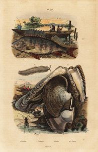 Flussbarsch, Perca fluviatilis 1, Samtbandwurm, Peripatus iuliformis 2, Florfliege, Perla marginata 3, und Perlmuschel, Isognomon isognomum 4 von Unbekannt