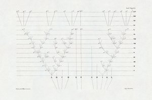 Evolutionismus: Schema der Evolution aus 