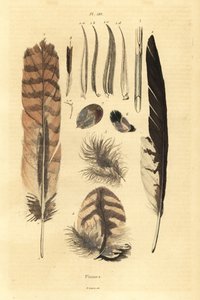 Federn, Plumes, Vogelanatomie von Unbekannt