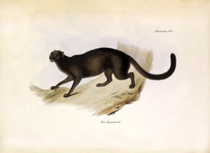 Felis Yagouarondi Jaguarondi oder Eyra oder Otterkatze, amerikanische Katze beschrieben von Charles Darwin während seiner Expedition an Bord der Beagle. Tafel aus „The zoology of the voyage of H.M.S. Beagle“ beschrieben von John Gould, mit Hinweisen zu ihr von Unbekannter Künstler