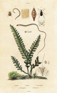 Farn, Bienenkäfer und Rundwürmer