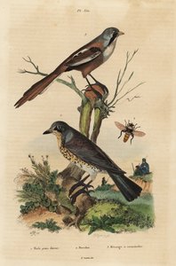 Wacholderdrossel, Turdus pilaris, und Bartmeise, Panurus biarmicus
