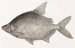 Fische: Le Serrasalme Citharine von Unbekannt