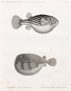 Fische: Tetrodon von Unbekannt