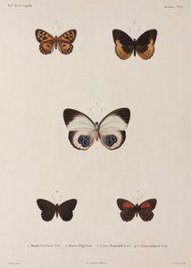 Fünf Schmetterlinge, Neuguinea