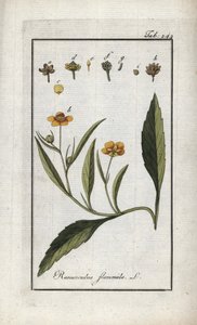 Brennender Hahnenfuß oder kleiner Graben oder kleine Flamme (Ranunculus flammula). Lithographie aus „Afbeelding der Artseny-Gewassen“ von Johannes Zorn (1739-1799), Niederlande von Unbekannter Künstler