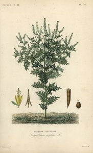 Hederich, Descurainia sophia, Sisymbrium sophia von Unbekannt