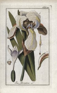 Florentiner Schwertlilie (Iris florentina). Lithographie aus „Afbeelding der Artseny-Gewassen“ von Johannes Zorn (1739-1799), Niederlande von Unbekannter Künstler