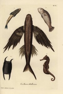Fliegender Fisch, Exocoetus volitans 1, Saugerfisch, Remora remora 2, Barramundi, Lates calcarifer 3, Schuppe 4, Seepferdchen, Hippocampus-Arten 5. Handkolorierte Kupferstichgravur nach einer Illustration von Christian Leinberger aus Georg Wolfgang Knorr