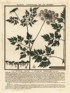 Hundspetersilie, Aethusa cynapium