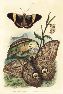 Wald-Riesenaugenfalter, Caligo eurilochus 1 und Brassolis sophorae Schmetterling, Puppe und Raupe 2