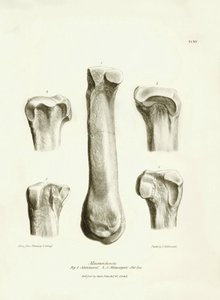 Fossile Knochen (Metatarsus und Metacarpus) des ausgestorbenen prähistorischen Tieres Macrauchenia beschrieben von Charles Darwin während seiner Expedition an Bord der Beagle. Platte aus „The Zoology of the voyage of H.M.S. Beagle under the command of Capt