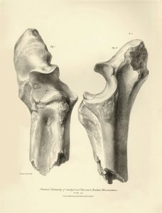 Fossile Knochen (Ulna und Radius) des ausgestorbenen prähistorischen Tieres Macrauchenia beschrieben von Charles Darwin während seiner Expedition an Bord der Beagle. Tafel aus „The Zoology of the voyage of H.M.S. Beagle under the command of Captain Fitzroy von Unbekannter Künstler