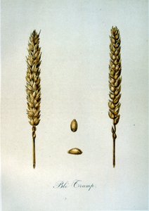 Französische Illustration von Ähren aus dem 19. Jahrhundert