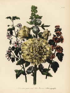 Gartenmalve, Althaea rosea, Mr. Munros Malve, Malva munroana, und Schmalblättrige Malve, Malva angustifolia. Handkolorierte Chromolithographie von Henry Noel Humphreys nach einer Illustration von Jane Loudon aus Mrs. Jane Loudons Ladies Flower Garden of Or von Unbekannter Künstler