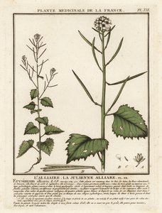 Knoblauchsrauke, Alliaria petiolata