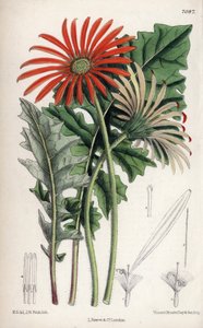 Gerbera jamesoni, orangefarbene Blume aus Transvaal (Südafrika). Zeichnung von Matilda Smith (1854-1926), Lithographie von John Nugent Fitch in Curtis Botanical Magazine, von Joseph Dalton Hooker, veröffentlicht in London, England, von L. Reeve and Co