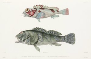Riesenfelsenbarsch und Skorpionfisch