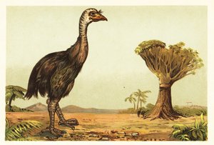 Riesenmoa und Drachenbaum (Lithografie) von Unbekannter Künstler