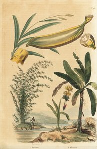 Riesen-Dornbambus, Bambusa bambos (Bambos arundinacea) und Bananenbaum mit Frucht und Querschnitt, Musa paradisiaca von Unbekannt