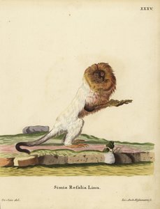 Goldener Löwenaffe oder goldener Marmoset, Leontopithecus rosalia. Bedroht. Simia rosalia Linn. Handkolorierte Kupferstichgravur von Jakob Andreas Eisenmann nach einer Illustration von Jacques de Seve aus Johann Christian Daniel Schrebers Tierillustratione