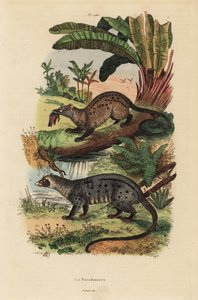 Goldene Palmenzibetkatze, Paradoxurus zeylonensis 1 und Asiatische Palmenzibetkatze, Paradoxurus hermaphroditus 2 von Unbekannt