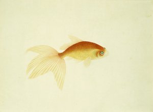 Goldfisch