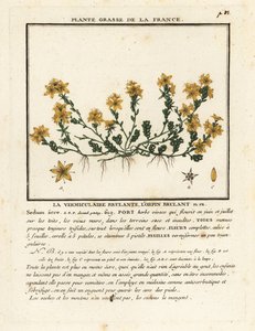 Scharfer Mauerpfeffer, Sedum acre von Unbekannter Künstler