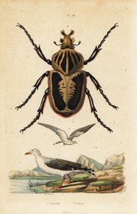 Goliathkäfer und Sturmmöwe