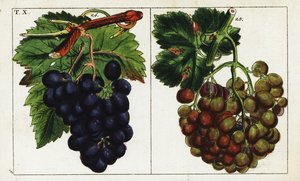 Rebsorten, Vitis vinifera von Unbekannter Künstler