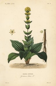 Gelber Enzian