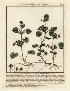 Gundermann, Glechoma hederacea von Unbekannter Künstler