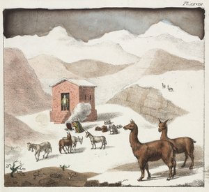 Guanakos, Tal der Cuevas, Anden, Chile von Unbekannter Künstler