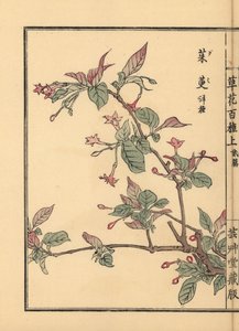 Gumi, Natsugumi oder Kirsch-Silberbeere, Elaeagnus multiflora. Beliebt als Zierpflanze oder Bonsai-Baum. Handkolorierter Holzschnitt von Kono Bairei aus Kusa Bana Hyakushu (Hundert Blumenarten), Tokio, Yamada