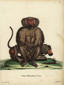 Hamadryas-Pavian, Papio hamadryas. Simia hamadryas Linn. Handkolorierter Kupferstich von Tyroff nach einer Illustration von George Edwards aus Johann Christian Daniel Schreber