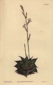 Haworthia mirabilis (Rauhe Blätter-Kissenaloe) von Unbekannt