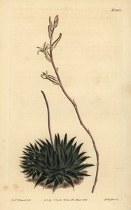 Haworthia pumila oder Tulista pumila (Dunkelblättrige Spinnenaloe) von Unbekannt