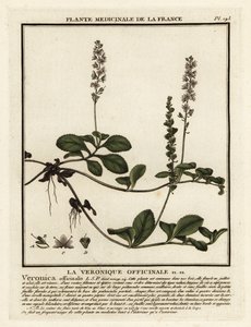 Ehrenpreis, Veronica officinalis von Unbekannter Künstler