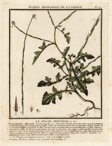 Hederich, Sisymbrium officinale von Unbekannter Künstler