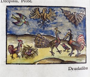 Naturgeschichte, Zoologie 16. Jahrhundert: Vögel und Fledermäuse von Unbekannt
