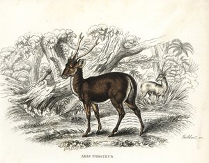 Hirschferkel, Axis porcinus, gefährdet. Handkolorierte Lithographie von Gebhart aus Georg Friedrich Treitschkes Galerie der Naturgeschichte, Naturhistorischer Bildersaal des Tierreiches, Leipzig-1842