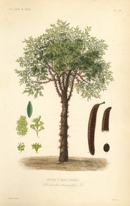 Gleditschie