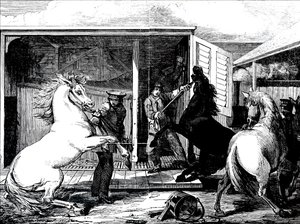 Pferde am Bahnhof Gloucester