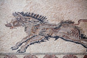 Jagdszene: Ein Wildschwein - Paphos-Mosaiken, Haus des Dionysos - Ende des 2. Jahrhunderts n. Chr. - Zypern von William M. Timlin
