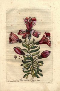 Inkalilie (Alstromeria pelegrina), heimisch in Peru und Chile. Beschreibung von Blumen, Blättern, Stängel und Samen. Eau forte en couleurs, Zeichnung von P.Maioli (oder Majoli), Gravur von Giuseppe Bianchi, veröffentlicht 1786, in John Hill
