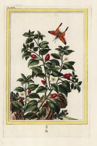 Indischer Pfeffer. Pfeffer, Capsicum annuum. Handkolorierte Radierung aus Pierre Joseph Buchoz