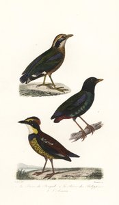 Indische Pittas, Kapuzenpitta und Javanische Bindenpitta von Unbekannter Künstler