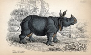 Indisches Nashorn (Rhinoceros unicornis oder indicus), gefährdete Art. Kupferstich von William Lizars, basierend auf einer Zeichnung von James Stewart, veröffentlicht in der Naturalist Library: Säugetiere, Dickhäuter und vierfüßige Tiere mit feiner Haut, h von Unbekannter Künstler