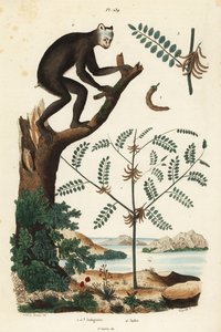 Indigopflanze, Indigofera atropurpurea 1-3, und Indri oder Babakoto, Indri indri, vom Aussterben bedrohte Lemurenart 4